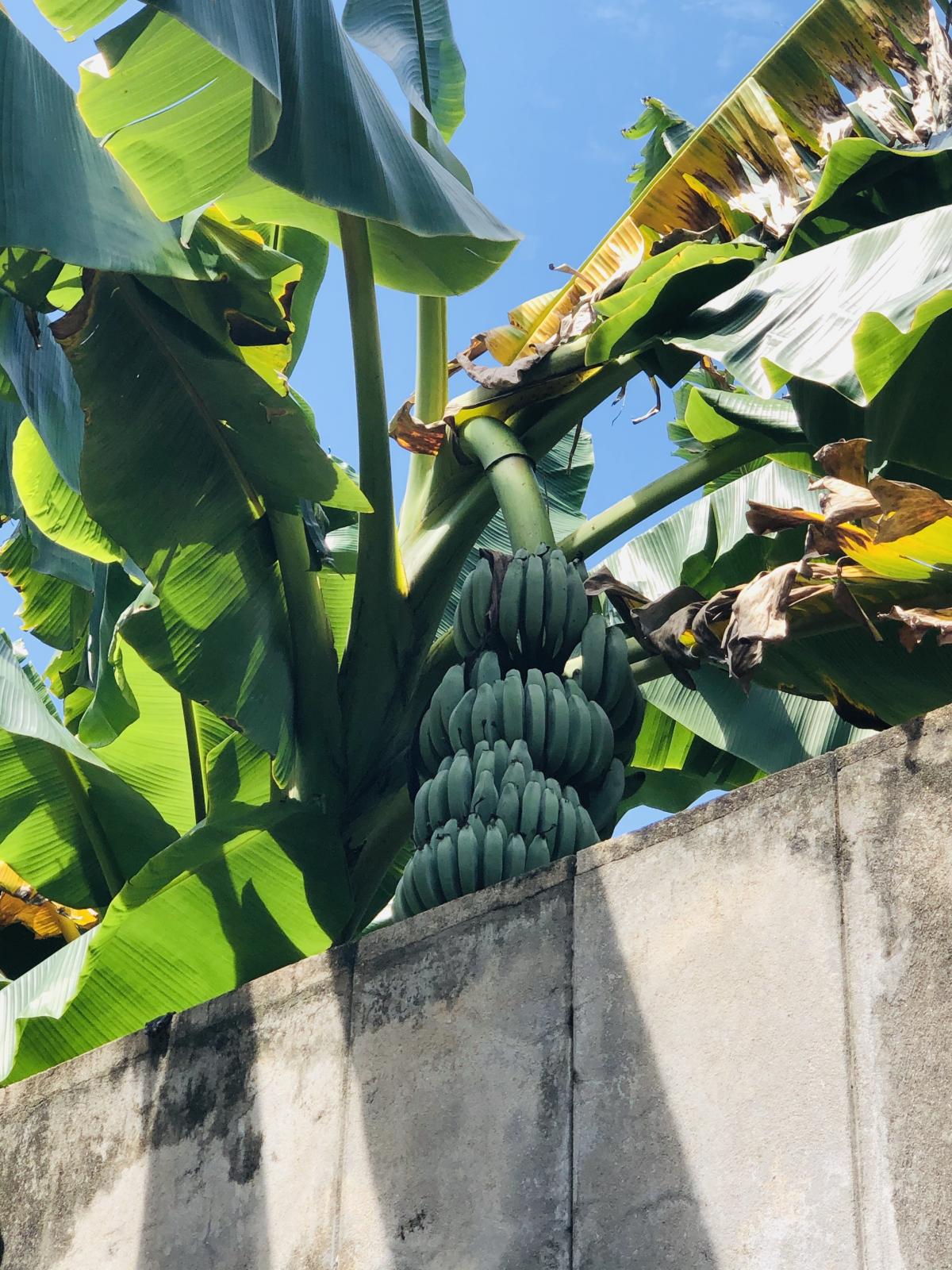 Бананы на Шри-Ланке / Фото Вероника Кордон