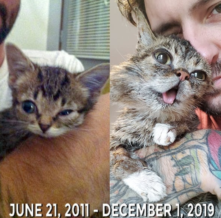 Кішка померла від хвороби, яка руйнували її кістки \ instagram.com/iamlilbub Кішка померла від хвороби, яка руйнували її кістки \ instagram.com/iamlilbub