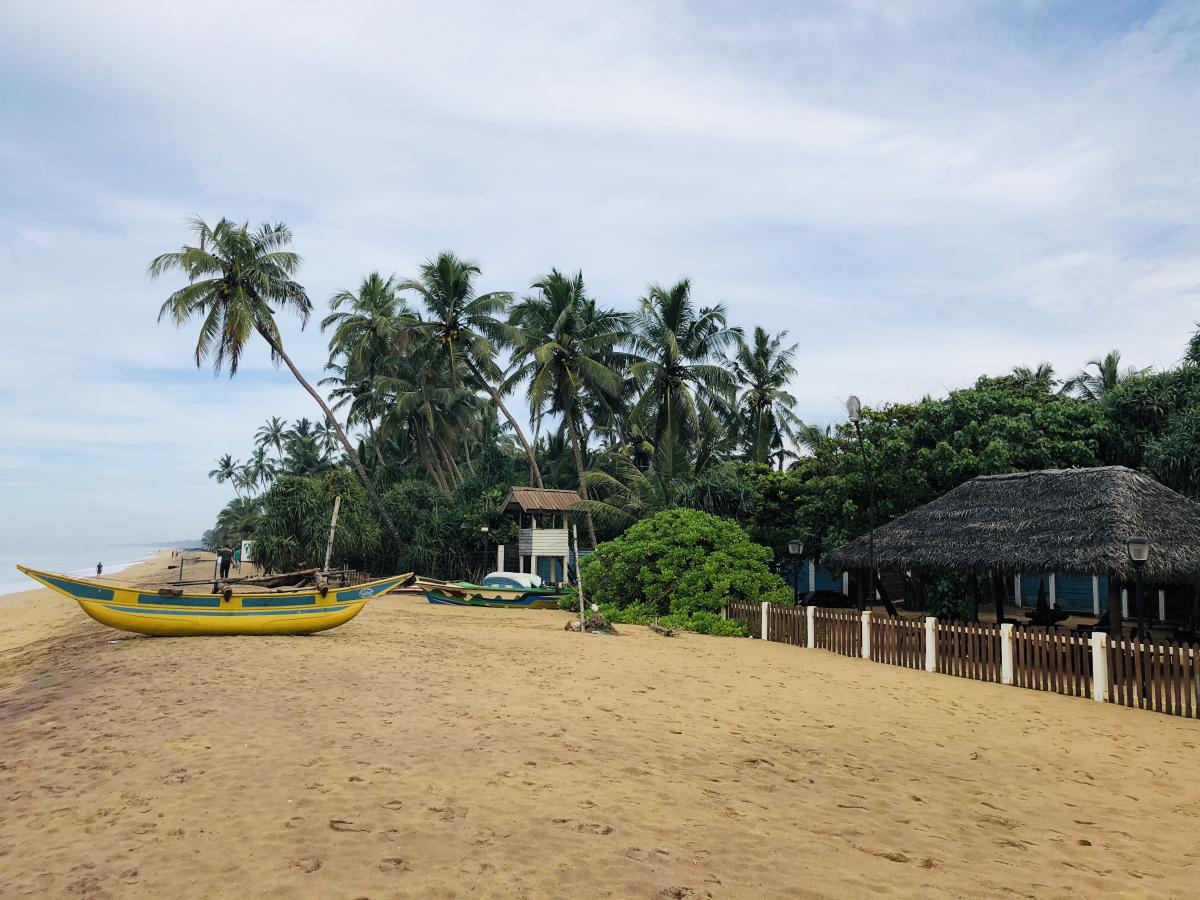 Зимівка на Шрі-Ланці є доволі вигідним варіантом / Фото Вероніка Кордон Зимівка на Шрі-Ланці є доволі вигідним варіантом / Фото Вероніка Кордон