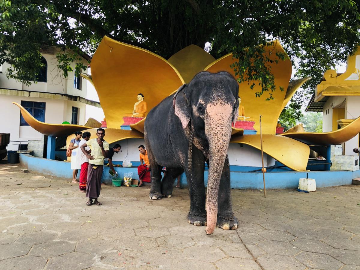 Священный слон храма Канди Вихара / Фото Вероника Кордон