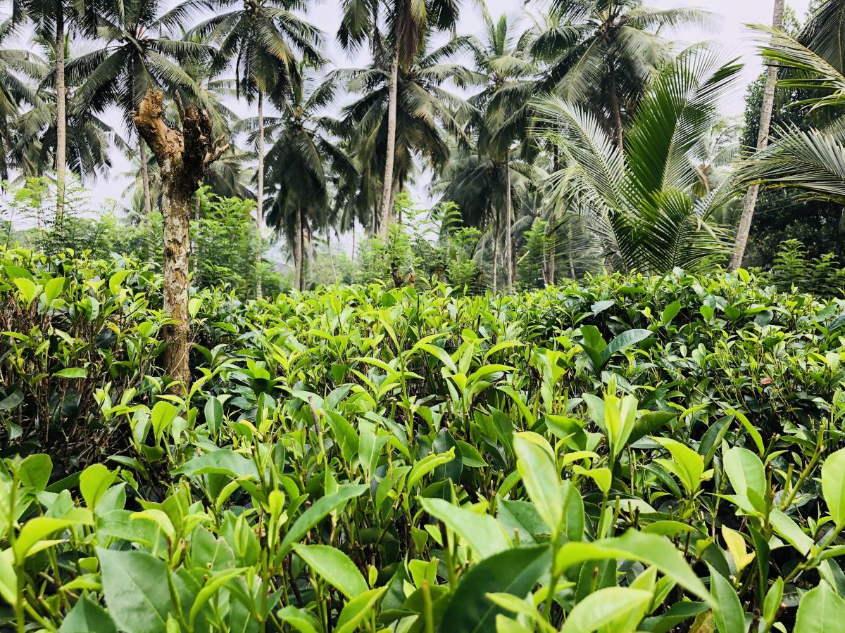 Чай выращивают просто в зарослях пальм / Фото Вероника Кордон