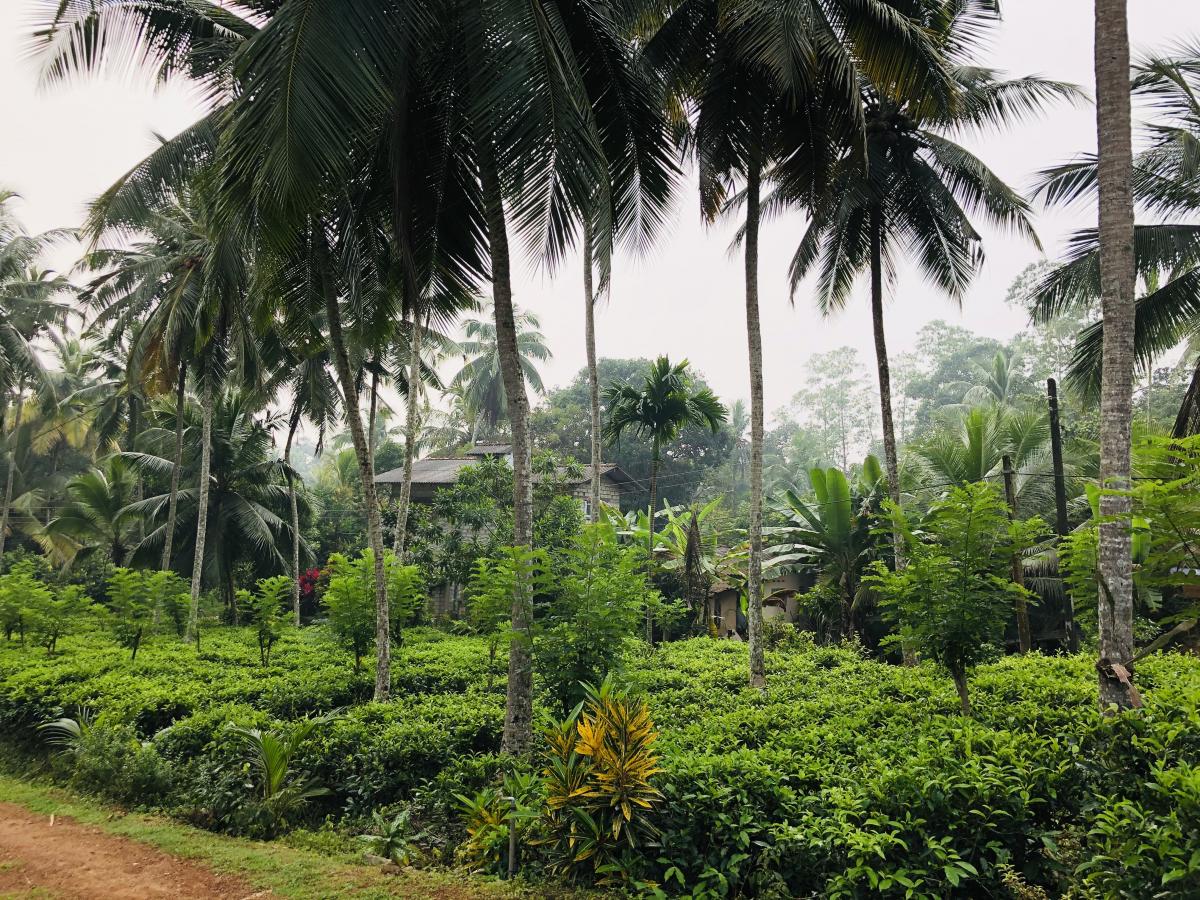 Чай виращивают просто в зарослях пальм / Фото Вероника Кордон
