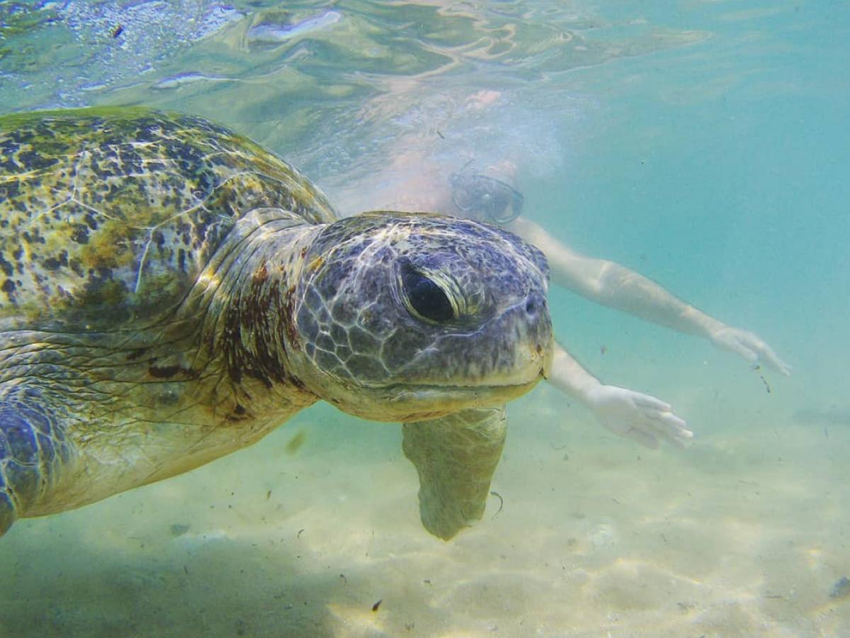Плавание с черепахами – это необыкновенные эмоции / Фото Вероника Кордон