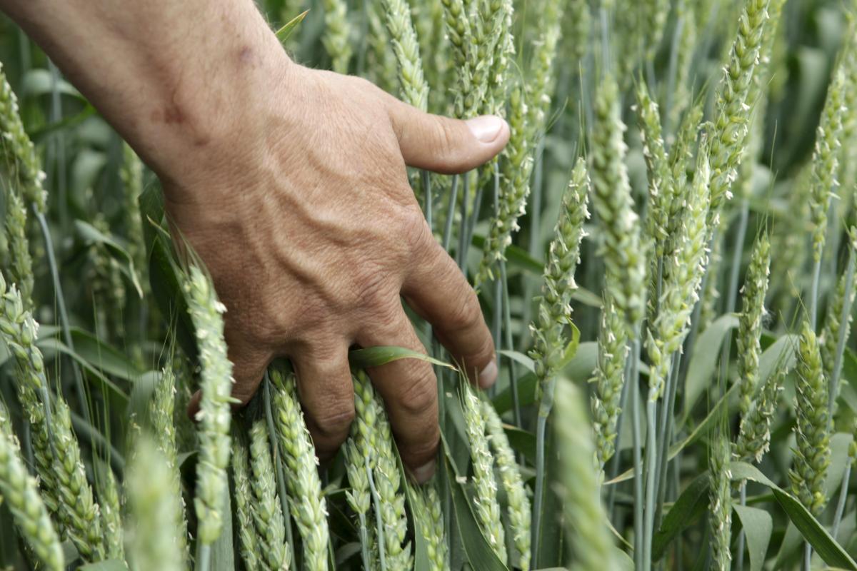 У минулому році ми зібрали рекордний врожай зернових у 110 млн тонн / фото  REUTERS