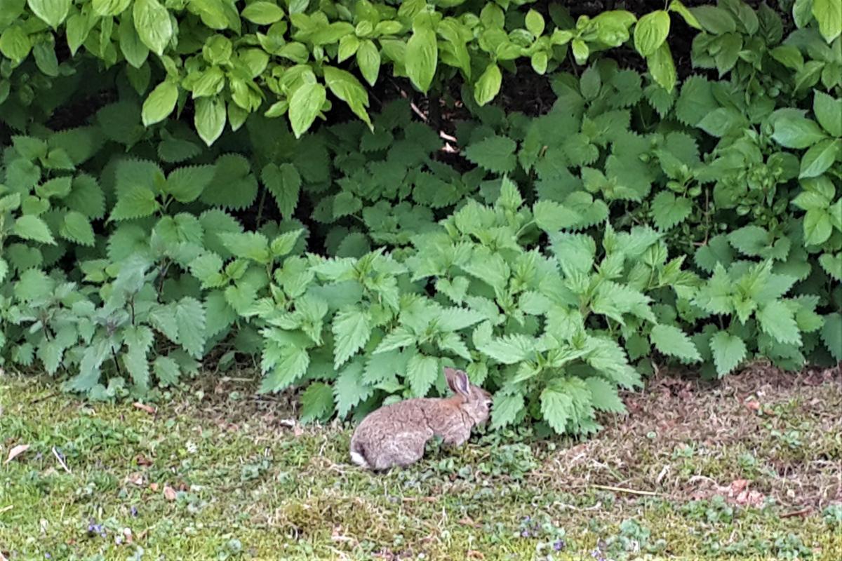 В кельнских парках можно нередко встретить диких кроликов / Фото Марина Григоренко
