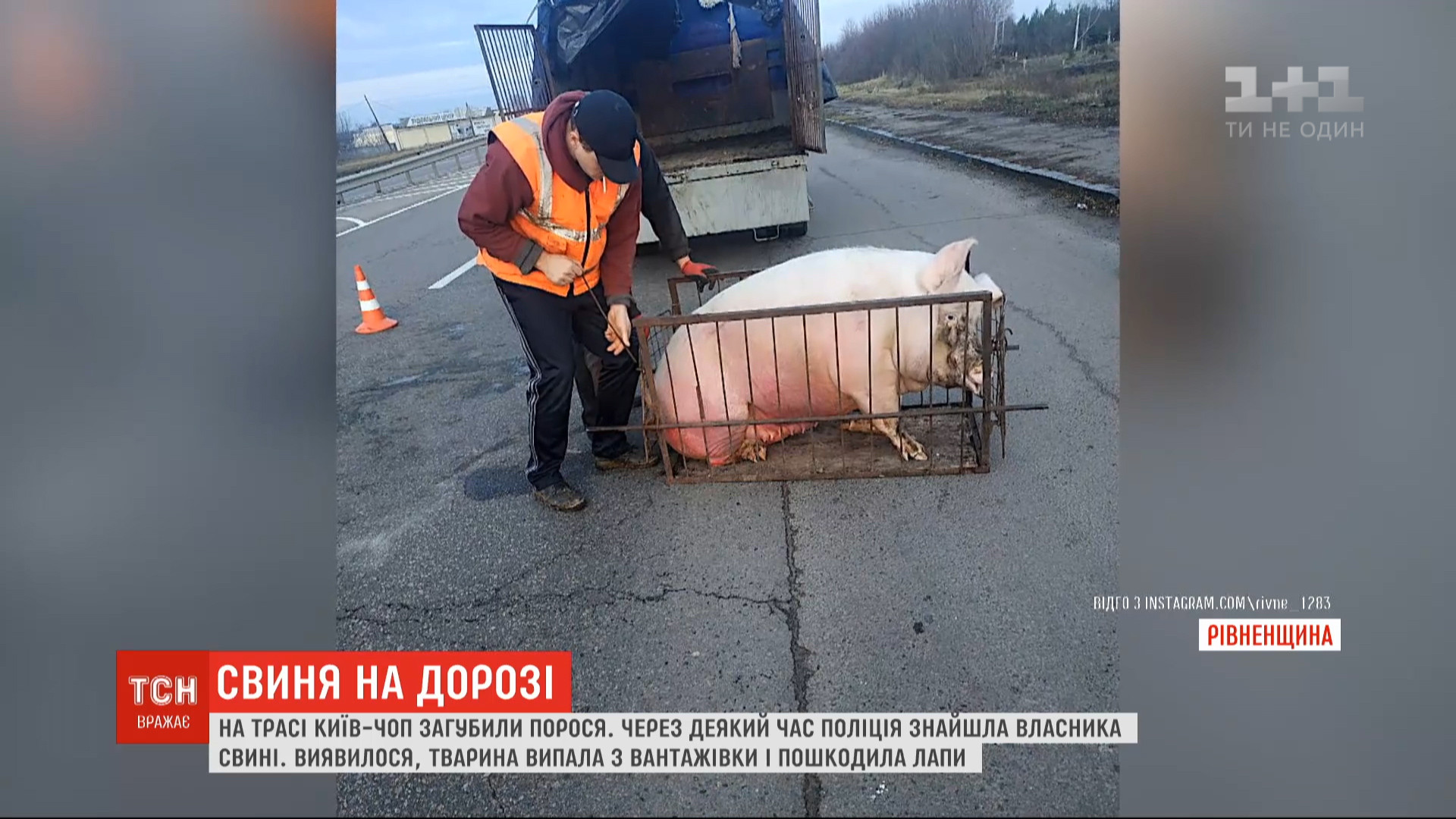 Животное громко хрюкало и с проезжей части не сходило / скриншот Животное громко хрюкало и с проезжей части не сходило / скриншот