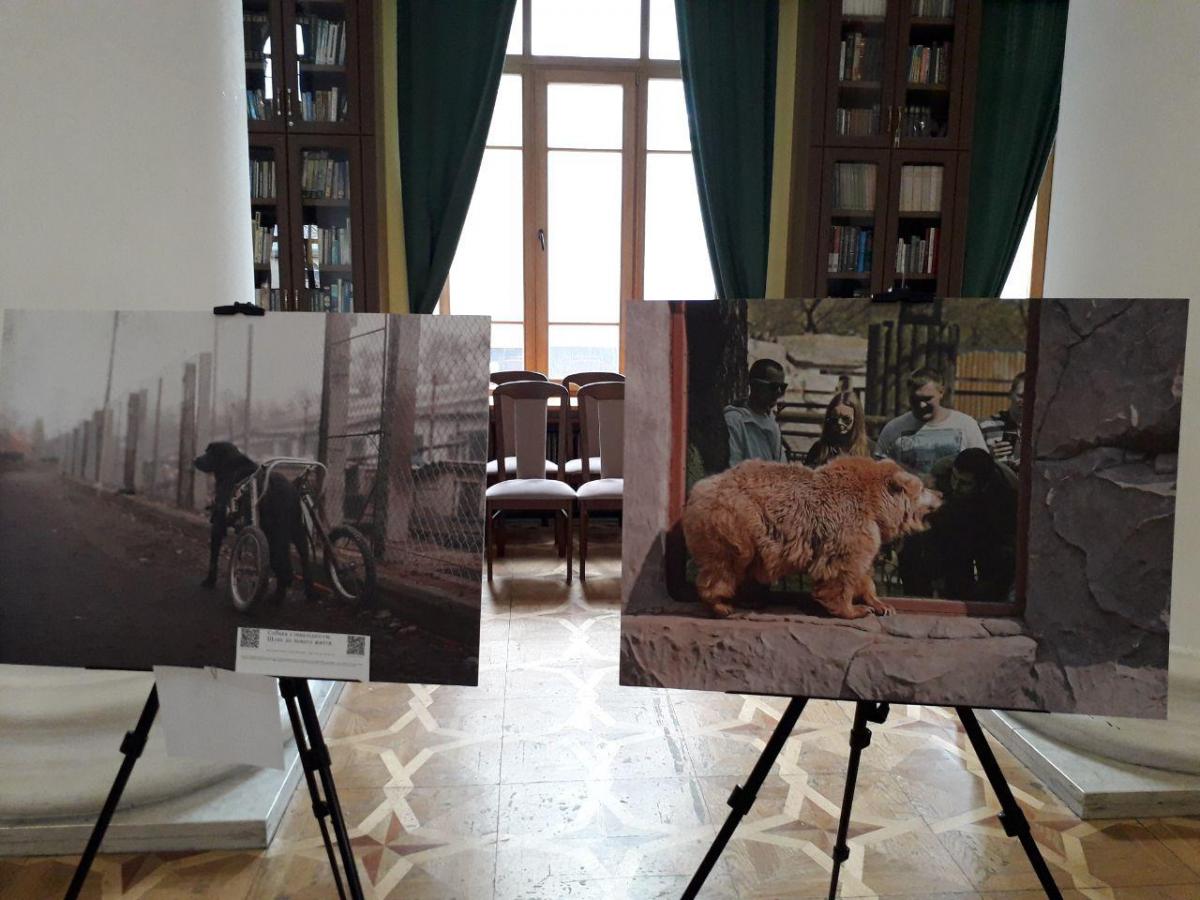 Фотография «Собака-инвалид. Путь к новой жизни» рассказывает про собаку, у которой задняя часть тела закреплена на тележке / фото vechirniy.kyiv.ua Фотография «Собака-инвалид. Путь к новой жизни» рассказывает про собаку, у которой задняя часть тела закреплена на тележке / фото vechirniy.kyiv.ua
