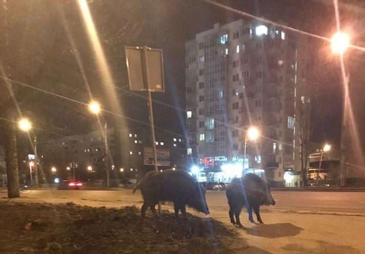Кабаны прогуливаются просто по улице \ Галина Цюба Кабаны прогуливаются просто по улице \ Галина Цюба