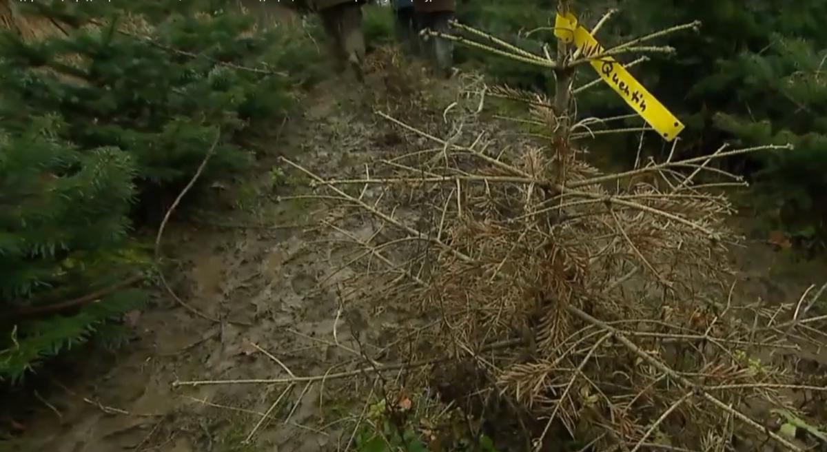 Різдво з незвичними ялинками краще, запевняє підприємець / скріншот Різдво з незвичними ялинками краще, запевняє підприємець / скріншот