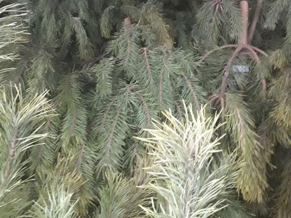 Ялинки знайшли у кузові авто / фото патрульної поліції Житомирської області Ялинки знайшли у кузові авто / фото патрульної поліції Житомирської області