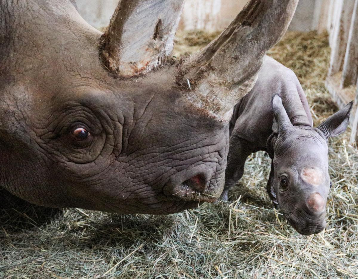 22 сентября отмечают день носорога / фото REUTERS