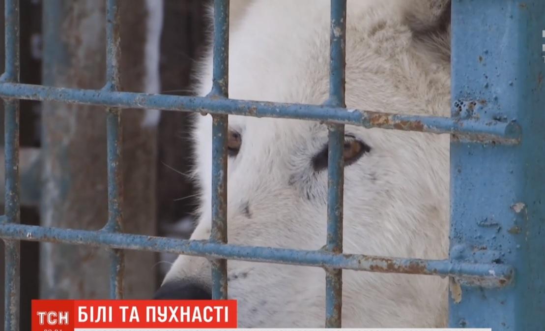 Пара белых волков в зоопарке / скриншот Пара белых волков в зоопарке / скриншот