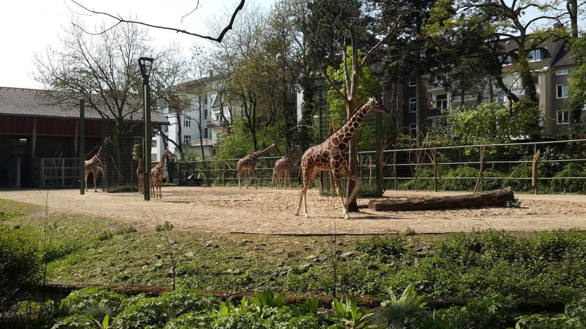 Фото Зоопарк Кельна - один з кращих в Німеччині 14 грудня 2019