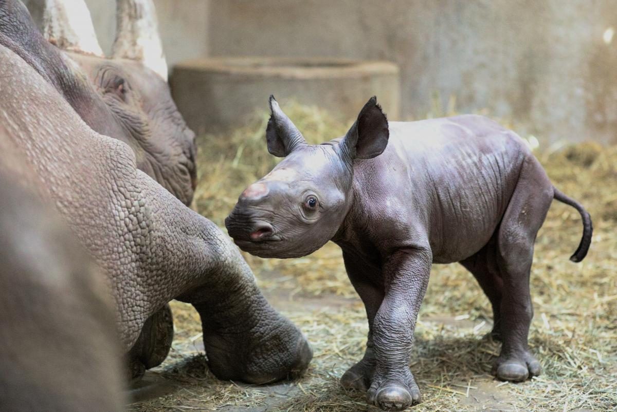 Сколько детенышей носорога родилось в 2001 году. Черный носорог в зоопарке. Самка носорога. Детеныш носорога. Животное похожее на носорога.