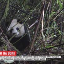 В Китае маму-панду и ее детеныша отпустили в дикую природу (видео)
