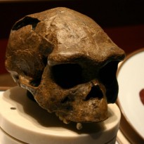 Ученые выяснили, почему и где вымерли последние люди вида Homo erectus