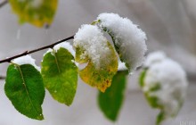 В альпийских районах Швейцарии и Австрии неожиданно рано выпал снег