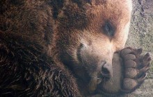 В Японии три медведя устроились на зимнюю спячку в поликлинике (видео)