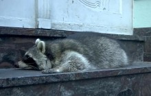 Нализався глінтвейну: в Німеччині на різдвяному ярмарку спіймали п'яного єнота (фото)