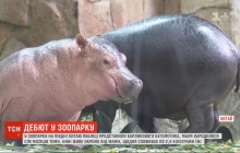 У китайському зоопарку публіці представили піврічного карликового бегемотика (відео)