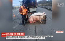 На Ривненщине свинья выпала из грузовика, забирать ее пришли сразу несколько "хозяев" (видео)