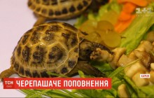 Харківський зоопарк показав публіці двійко степових черепашенят (відео)