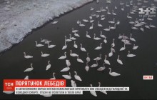 Могут умереть от голода и холода: в Китае более полутысячи лебедей не улетели в теплые края (видео)
