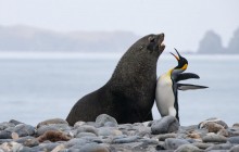 Comedy Wildlife Photography Awards: визначений найсмішніший підпис до фото