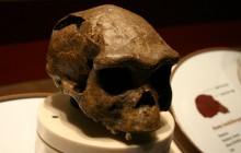 Вчені з’ясували, чому і де вимерли останні люди виду Homo erectus