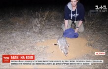 В Австралии на волю выпустили пару редких билби (видео)