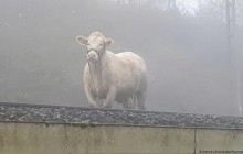 В Германии беременная корова остановила движение поездов (фото)
