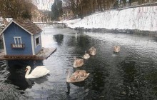 13 врятованих лебедів перезимують у найдавнішому парку Львова (фото)