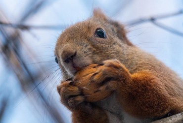 Максимум +4°: первый зимний понедельник в Украине будет холодным (карта)