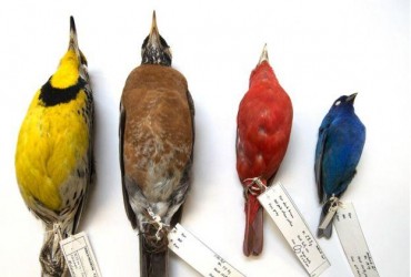 Вчений 40 років збирав тушки птахів і з'ясував, що вони стають дрібнішими