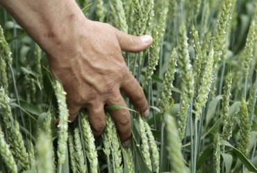 Експорт продовольства: Україна налагодила два сухопутні маршрути