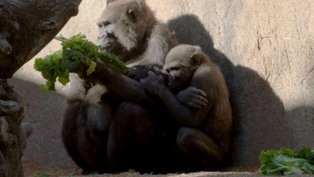 Леслі зі своєю матір'ю Кокамо у вольєрі \ SAN DIEGO ZOO Леслі зі своєю матір'ю Кокамо у вольєрі \ SAN DIEGO ZOO