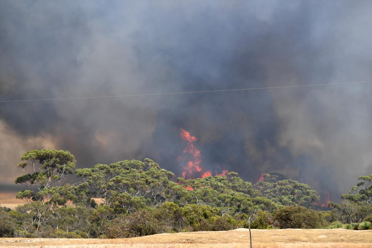 Пожары в Австралии / REUTERS