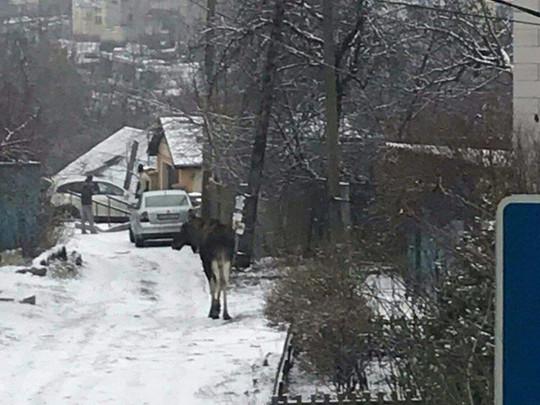 В Киеве в районе проспекта Науки на улице заметили разгуливающего лося / Типичный Киев В Киеве в районе проспекта Науки на улице заметили разгуливающего лося / Типичный Киев