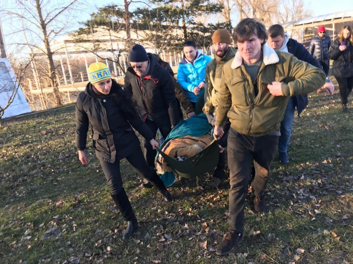 Покинуті на острові тигри знайшли нові будинки / facebook.com/evinform Покинуті на острові тигри знайшли нові будинки / facebook.com/evinform