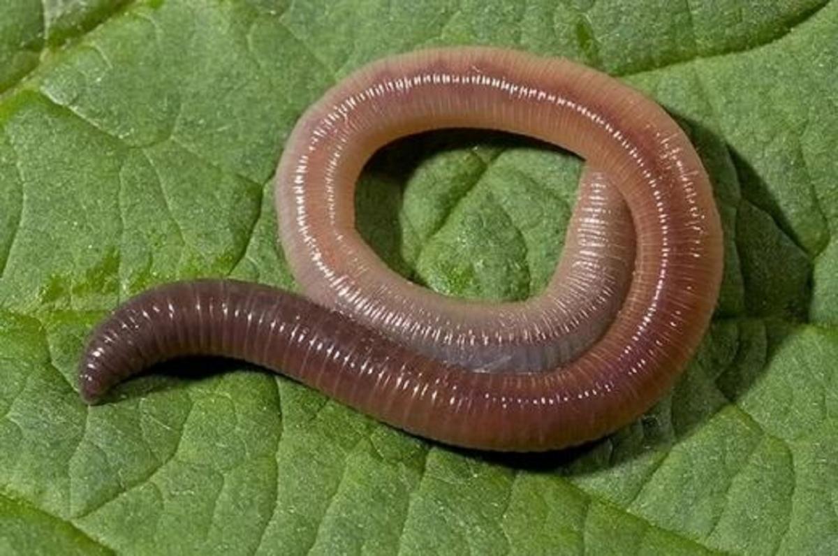 Дождевой червь это какой червь. Кольчатые черви. Малощетинковые дождевой червь. Кольчатые черви дождевые.