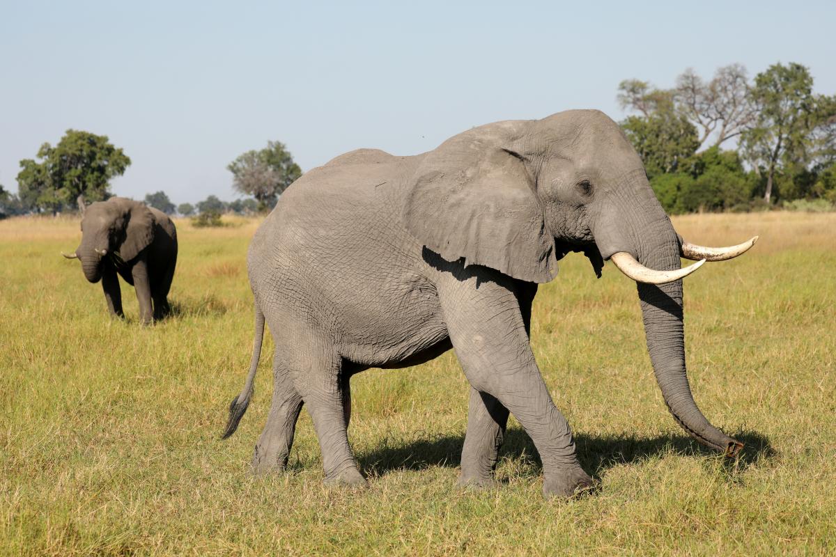 В 1973 году в Кении запретили охотуна слонов / REUTERS