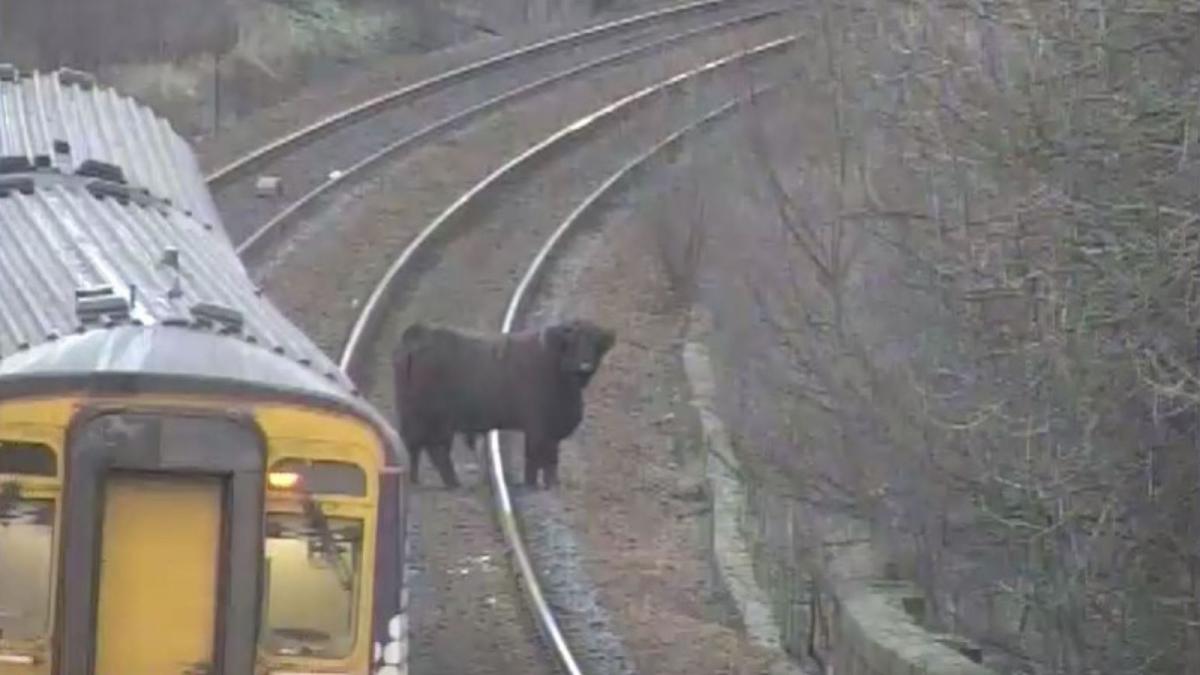 Животное отказывалось отходить с путей / фото ScotRail Животное отказывалось отходить с путей / фото ScotRail