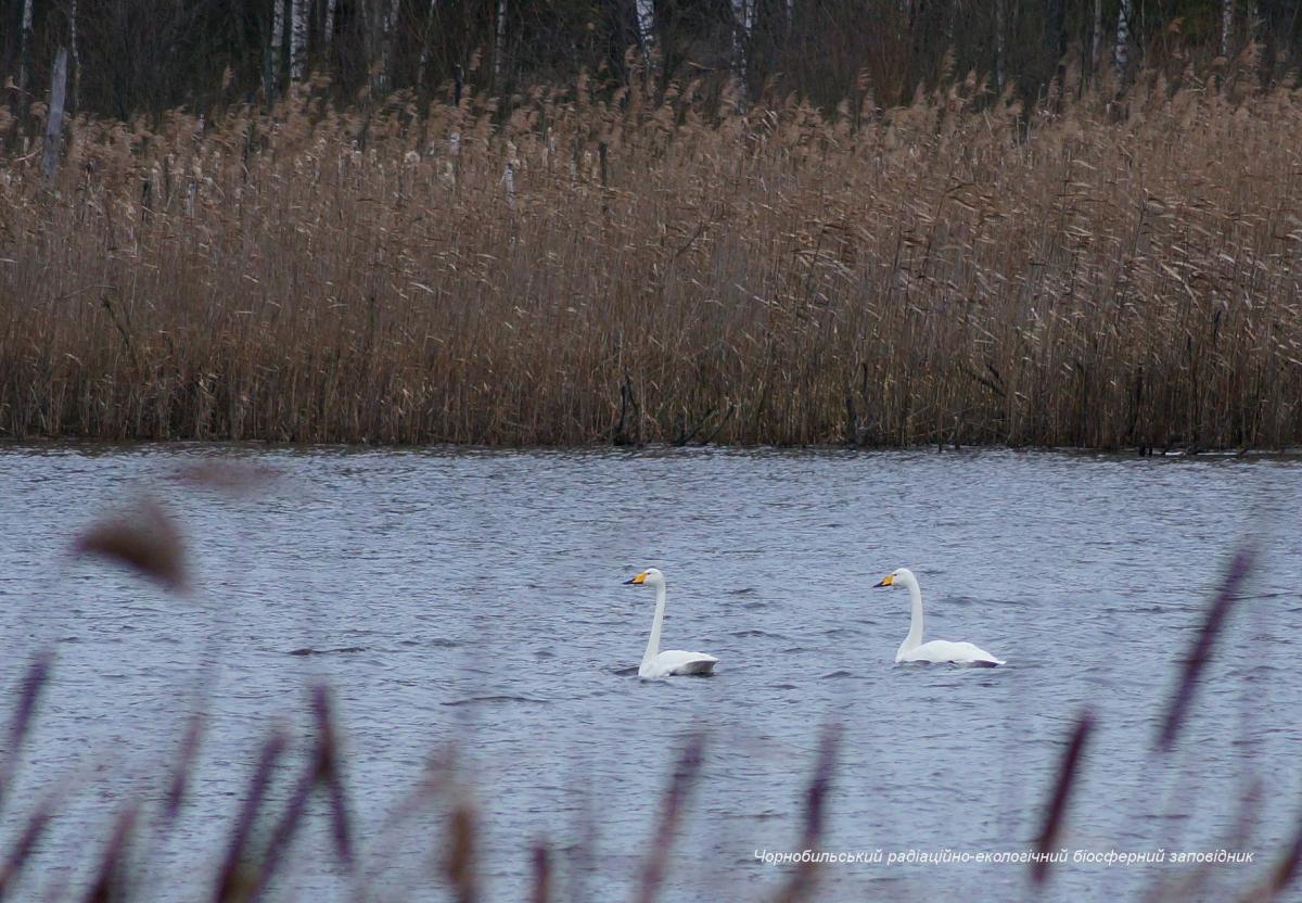 Лебеди-кликуны / фото: facebook.com/zapovidnyk2018 Лебеди-кликуны / фото: facebook.com/zapovidnyk2018