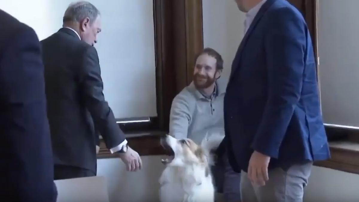 Замість лапи мільярдер потиснув собаці морду / скріншот з відео Замість лапи мільярдер потиснув собаці морду / скріншот з відео