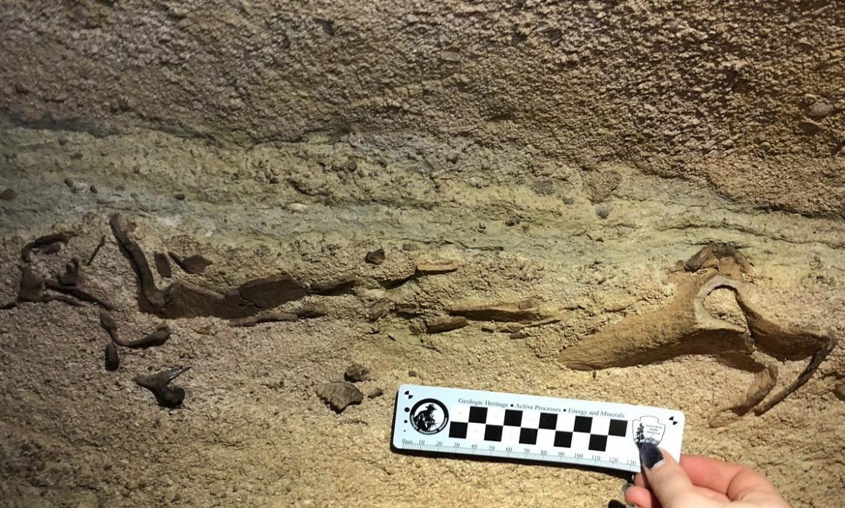 Ископаемое было частью вида Saivodus striatus \ Mammoth Cave National Park