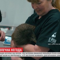 В Новой Зеландии птички киви оказались под угрозой вымирания из-за засухи (видео)
