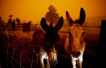 В Австралии из-за пожаров погибли 1,25 миллиарда животных - WWF
