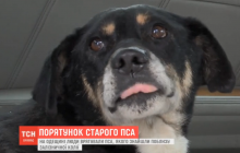 В Одесской области с железнодорожных путей спасли избитого пса (видео)