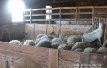Під Києвом у приватному зоопарку знущалися над тваринами, поліція відкрила провадження (фото)