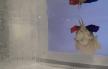 Вчені надягнули мініатюрні 3D-окуляри на каракатиць, аби дізнатися, як вони бачать